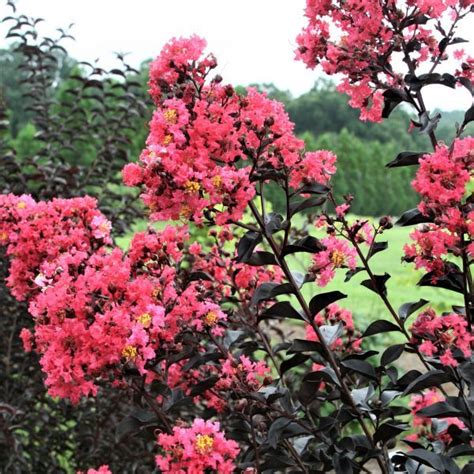 Common Pests and Diseases Affecting Midnight Magic Crepe Myrtle